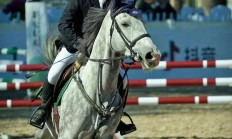 开云体育在线-关于中国马术选手极力求生，终获亮眼表现的信息